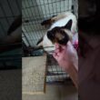 運命の出会い…捨て猫だったシャム猫を迎えました。#保護猫 #シャム猫 #捨て猫 #猫のいる暮らし #猫好き #保護猫を家族に #子猫 #癒し #Shorts #猫