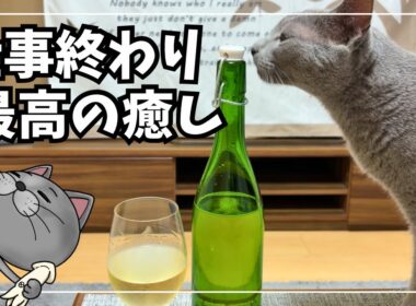仕事終わり、猫と白ワイン。今日も平和な一日でした｜ロシアンブルーのいる暮らし