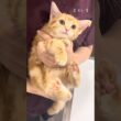 えらい…？大成功！子猫の爪切りの目的はこれ！【子猫のはじめての爪切り】#cat #猫  #shorts
