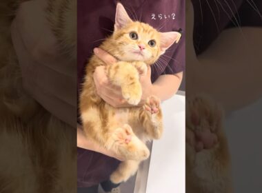 えらい…？大成功！子猫の爪切りの目的はこれ！【子猫のはじめての爪切り】#cat #猫  #shorts
