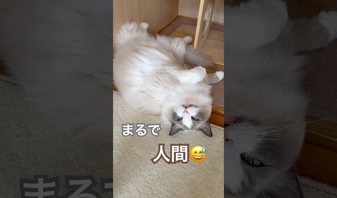 人間みたいな寝方のいっぺいたん😂💕 #ラグドール #猫好きさんと繋がりたい #ねこのいる生活 #ねこ動画 #cat