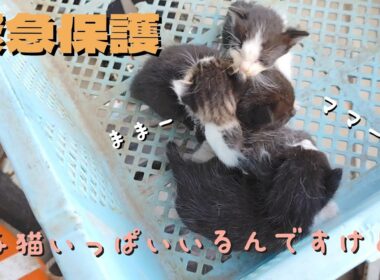 【緊急保護】生後10日の子猫をいっぱい保護しちゃいましたが…。