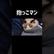 バブ過ぎる👶🏻 #shorts #猫 #子猫 #ラグドール #甘えん坊猫 #猫のいる暮らし