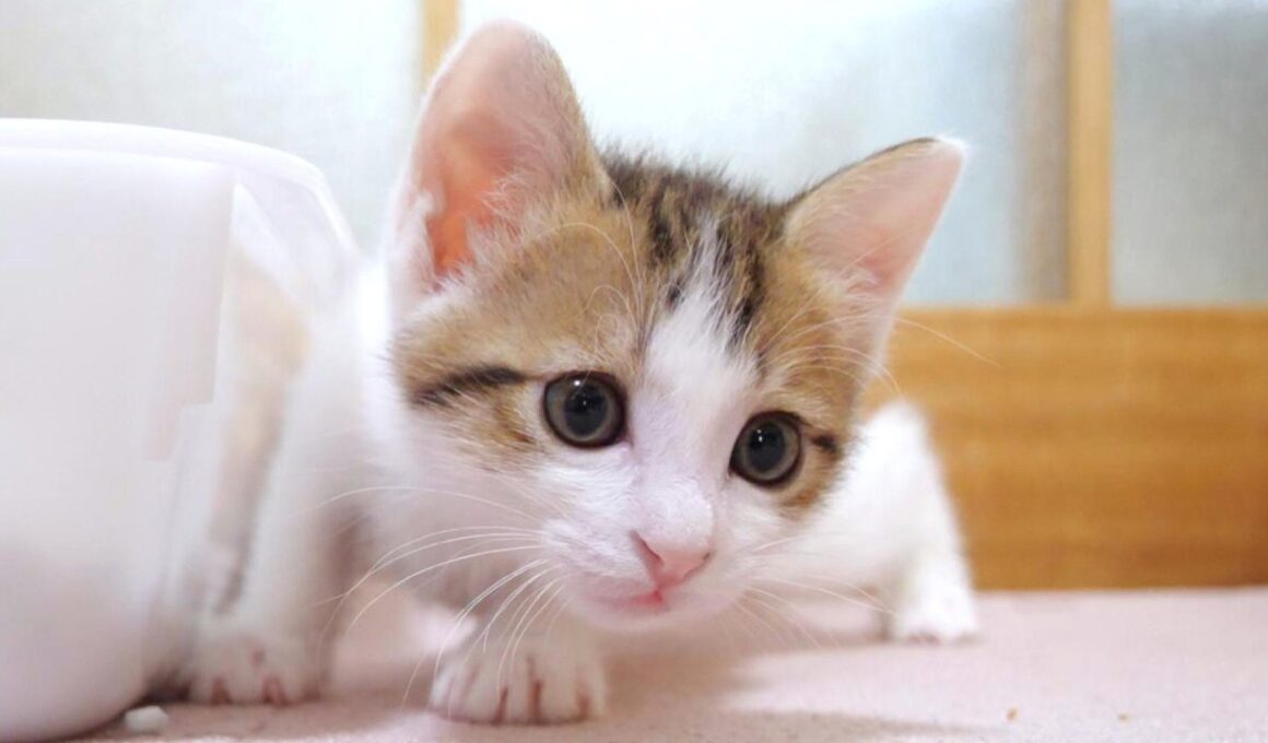 ごはんのお礼を言いに来る義理堅い子猫さん達【赤ちゃん猫　保護猫】