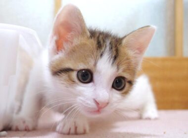 ごはんのお礼を言いに来る義理堅い子猫さん達【赤ちゃん猫　保護猫】