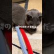 へびにゃと人間の相手　#ロシアンブルー #猫 #cat #かわいい