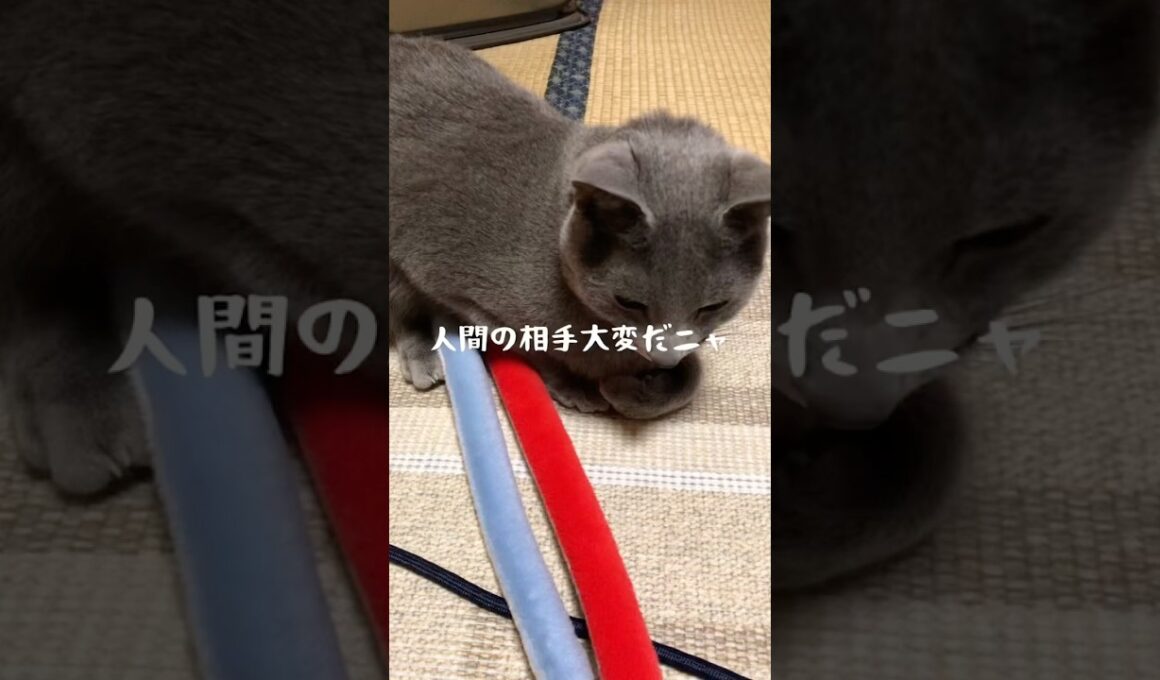 へびにゃと人間の相手　#ロシアンブルー #猫 #cat #かわいい