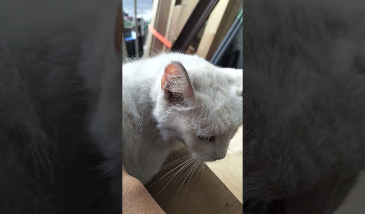 2026年7月24日　今日はちょっと早い？抜け毛は大量 #cat