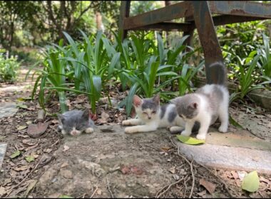 母猫の帰りを待つ3匹の子猫たち…しかし、いくら待っても母猫は帰ってこなかった