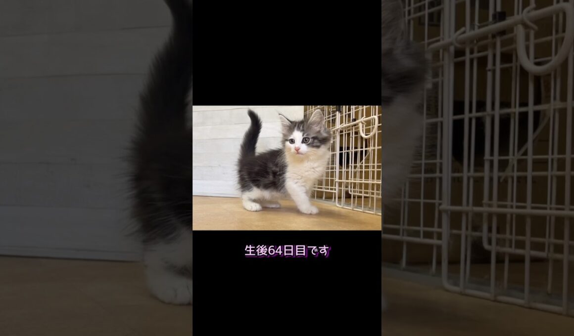 そこまで毛色変わるの？💧#ノルウェージャンフォレストキャット #norwegianforestcat