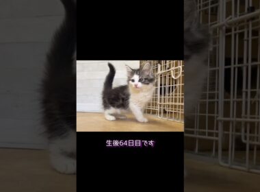そこまで毛色変わるの？💧#ノルウェージャンフォレストキャット #norwegianforestcat