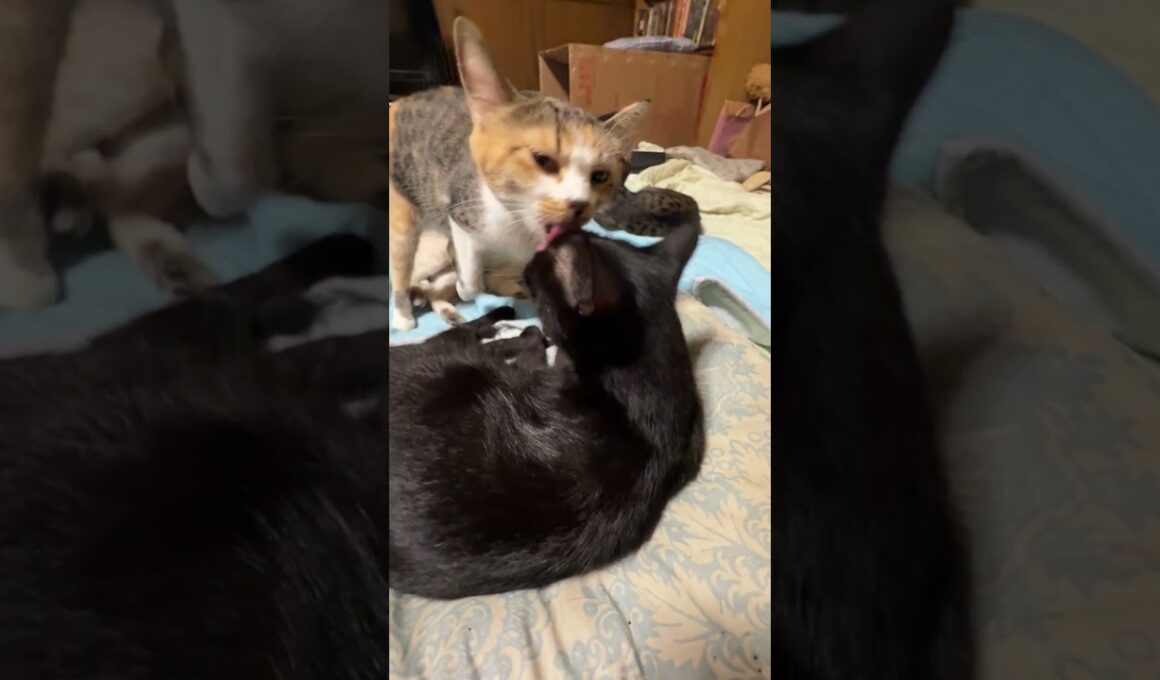 コットで、くつろぐ黒猫くー、三毛猫ミックス、シャム雫。目が回復してきたキジシロのルルは、加わらず、しおらしく