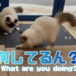 バーマン猫ガブとラフ【何してるん？】What are you doing?（バーマン猫）Birman/Cat