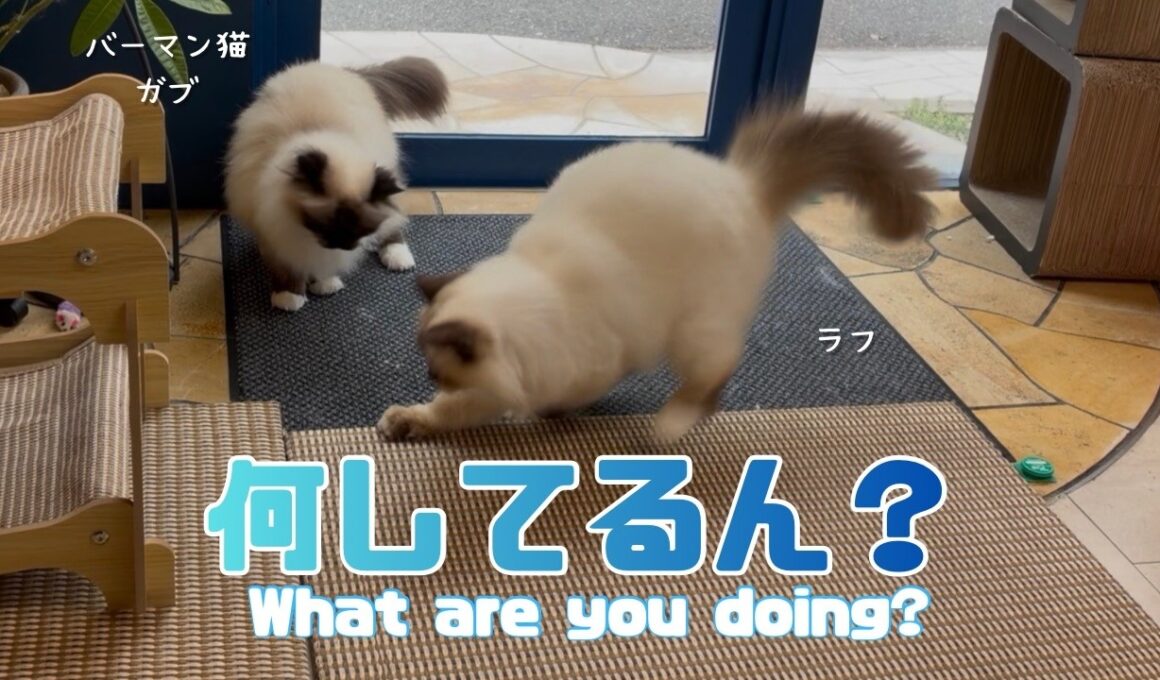 バーマン猫ガブとラフ【何してるん？】What are you doing?（バーマン猫）Birman/Cat