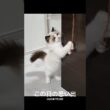 #shorts #猫 #子猫 #ラグドール #甘えん坊猫 #猫のいる暮らし