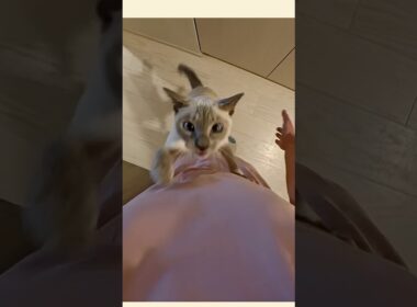 クローゼットを開けようとしたら…甘えん坊猫に止められました🥹🐾