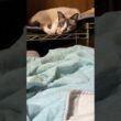 剣客商売を観る三毛猫ミックス。シャムのパンダは、剣客の目に