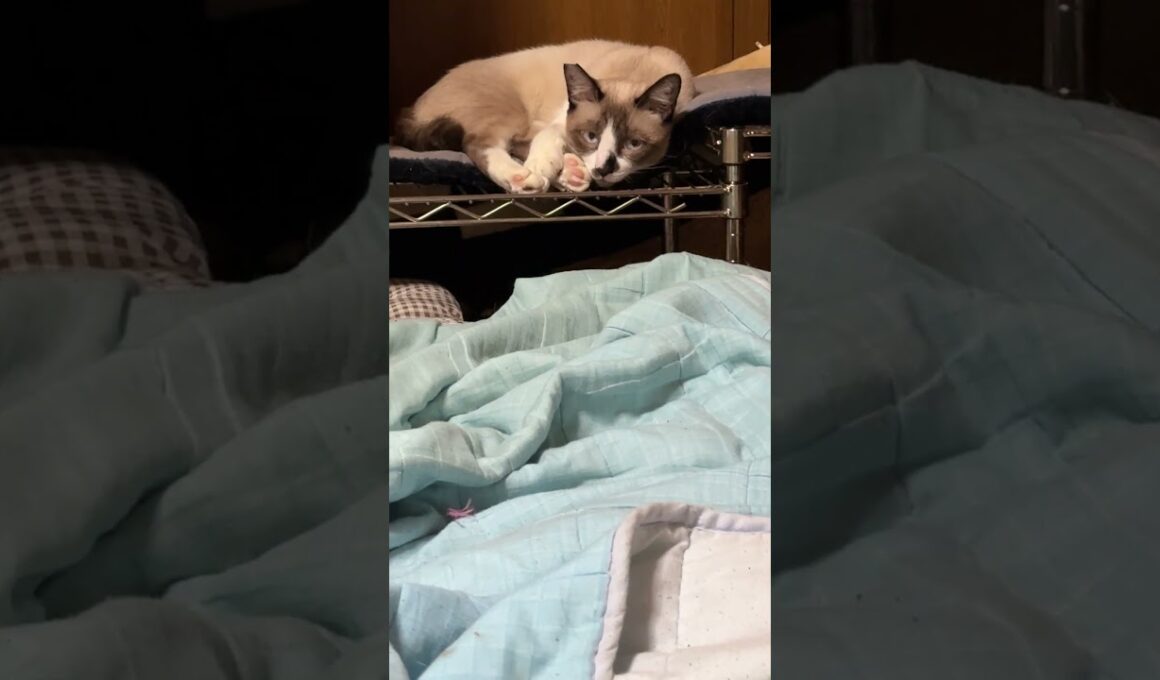 剣客商売を観る三毛猫ミックス。シャムのパンダは、剣客の目に
