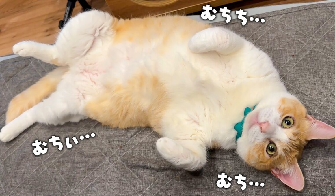 むっちむちな肉の塊が落ちていました。