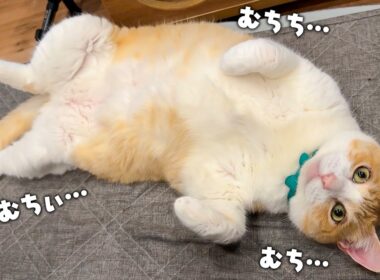 むっちむちな肉の塊が落ちていました。