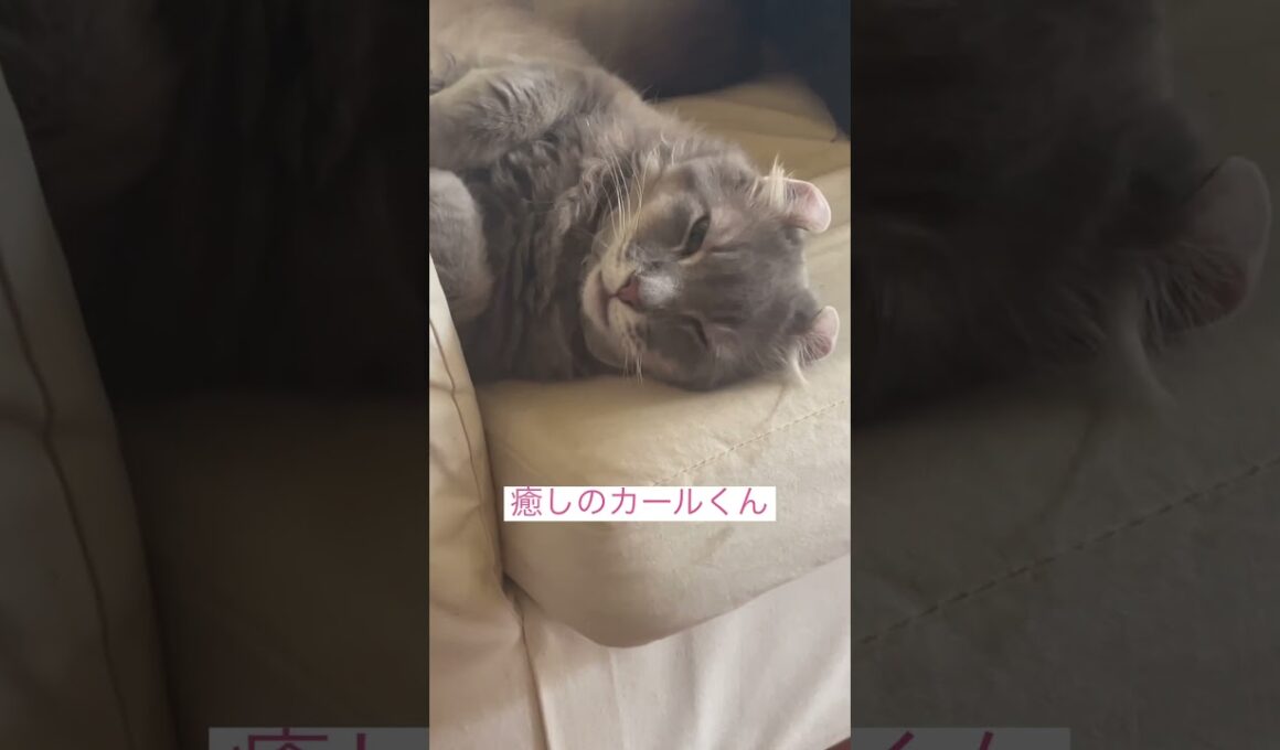 癒し2 #ねこ動画 #アメリカンカール