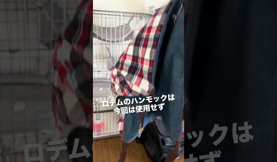 【ねこのロデム】9月に子猫を迎え入れる準備。朝から買い出し行って来ました。#ねこのロデム #子猫を迎え入れる準備　#猫ゲージ　#shorts