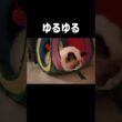 遊び方がゆるゆる🎐 #shorts #猫 #子猫 #ラグドール #甘えん坊猫 #猫のいる暮らし