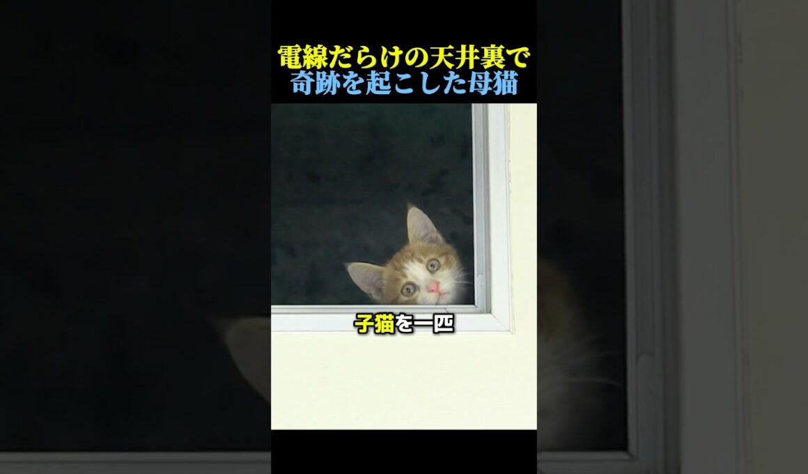 電線だらけの天井裏で奇跡を起こした母猫🐈 #猫 #動物 #感動する話 #cat #animals