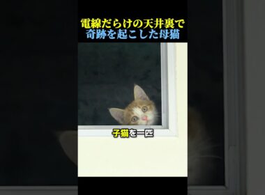 電線だらけの天井裏で奇跡を起こした母猫🐈 #猫 #動物 #感動する話 #cat #animals