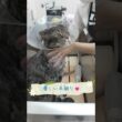 あの巨大猫ちゃんがドヤ顔したワケｗｗ