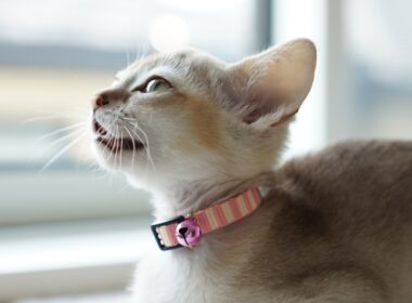 毎日寂しそうだった子猫に小さな奇跡が起きた日