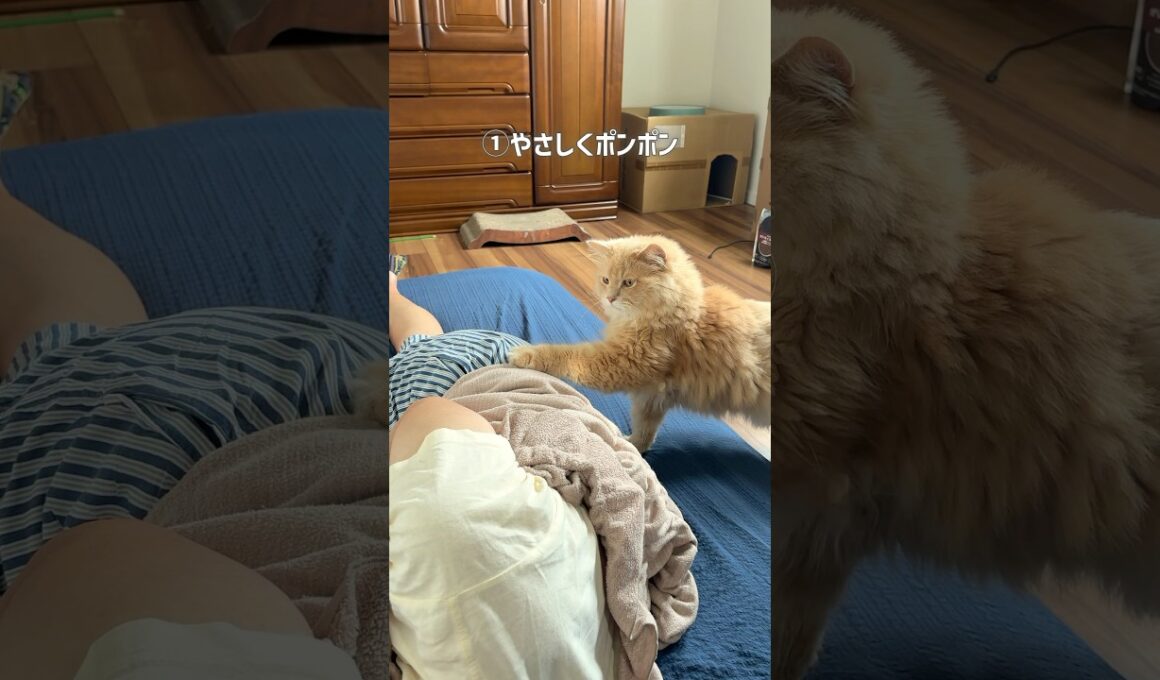 二度寝に焦るにゃんこ目覚まし【サイベリアン・ずんだ】  #shorts #サイベリアン #猫 #にゃんこ