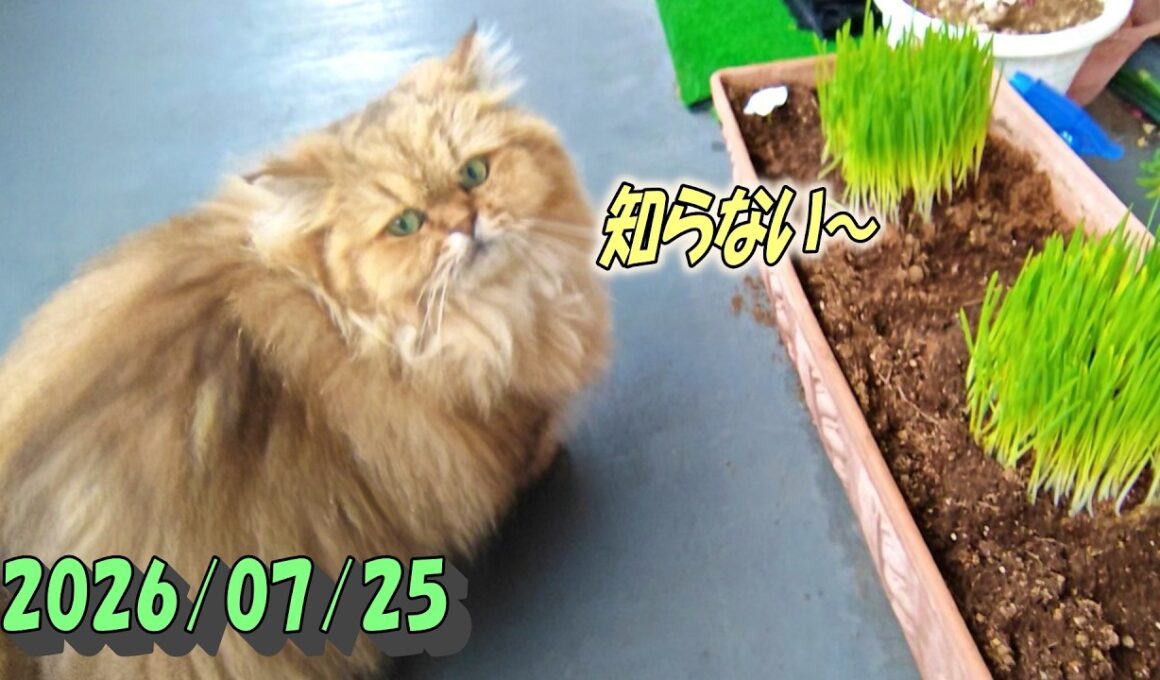 無視するペルシャ猫のひとみ。草は古くて固くなきゃ駄目だよね。　Persian cat Hitomi's days　2026/07/25
