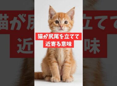 猫が尻尾を立てて近寄る意味