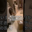 ツン95%で構成されてる白スコティッシュのデレデレモードの時がヤバすぎた件 #スコティッシュフォールド #白猫 #猫 #shorts