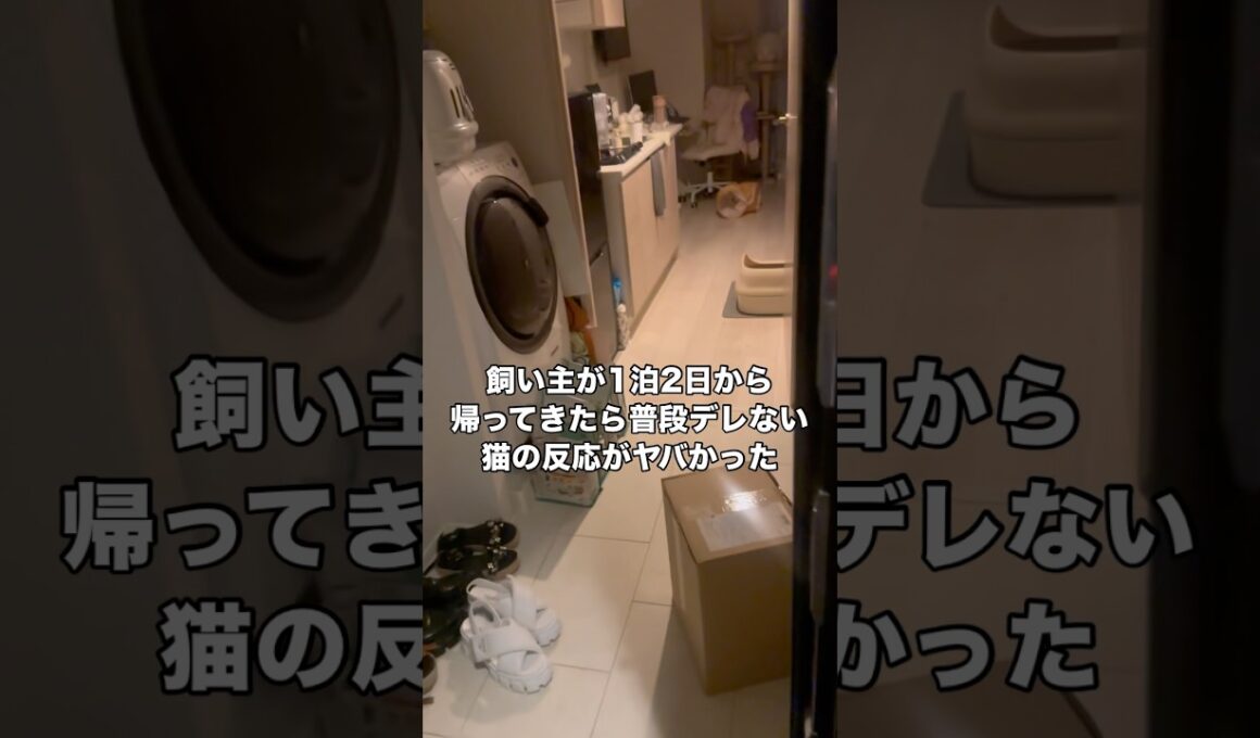 ツン95%で構成されてる白スコティッシュのデレデレモードの時がヤバすぎた件 #スコティッシュフォールド #白猫 #猫 #shorts