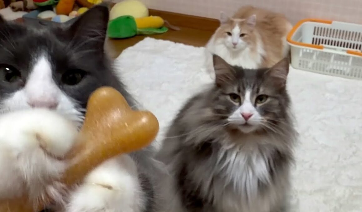 【犬🐶⁉︎】ボクたちは、ネコだよ！！！ノルウェージャンフォレストキャットとターキッシュアンゴラ
