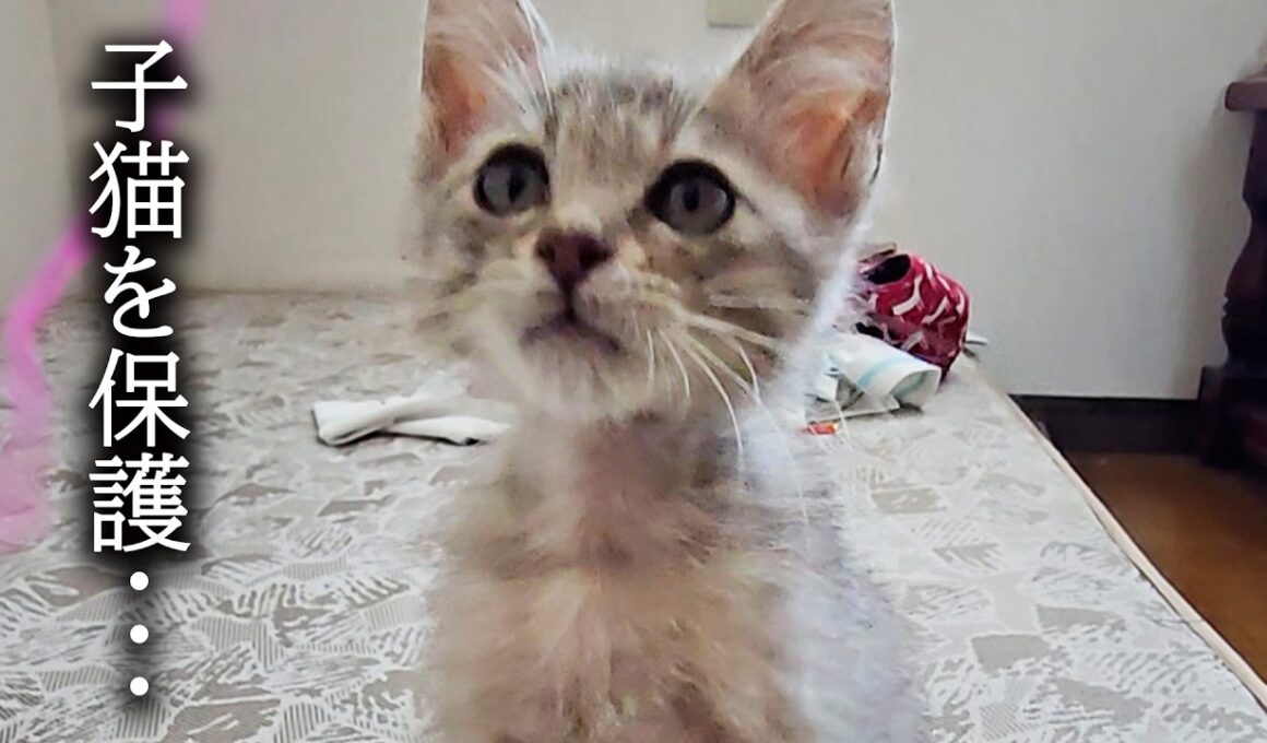 【緊急】子猫を一時保護しました...