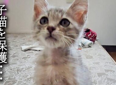 【緊急】子猫を一時保護しました...