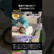 動かない子猫をくわえて病院へ…母猫の行動に涙 #野良猫