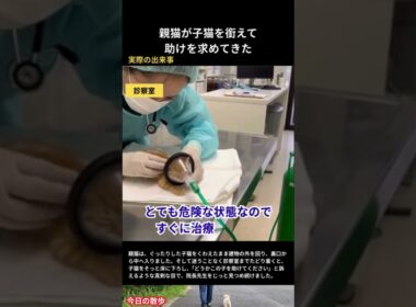 動かない子猫をくわえて病院へ…母猫の行動に涙 #野良猫
