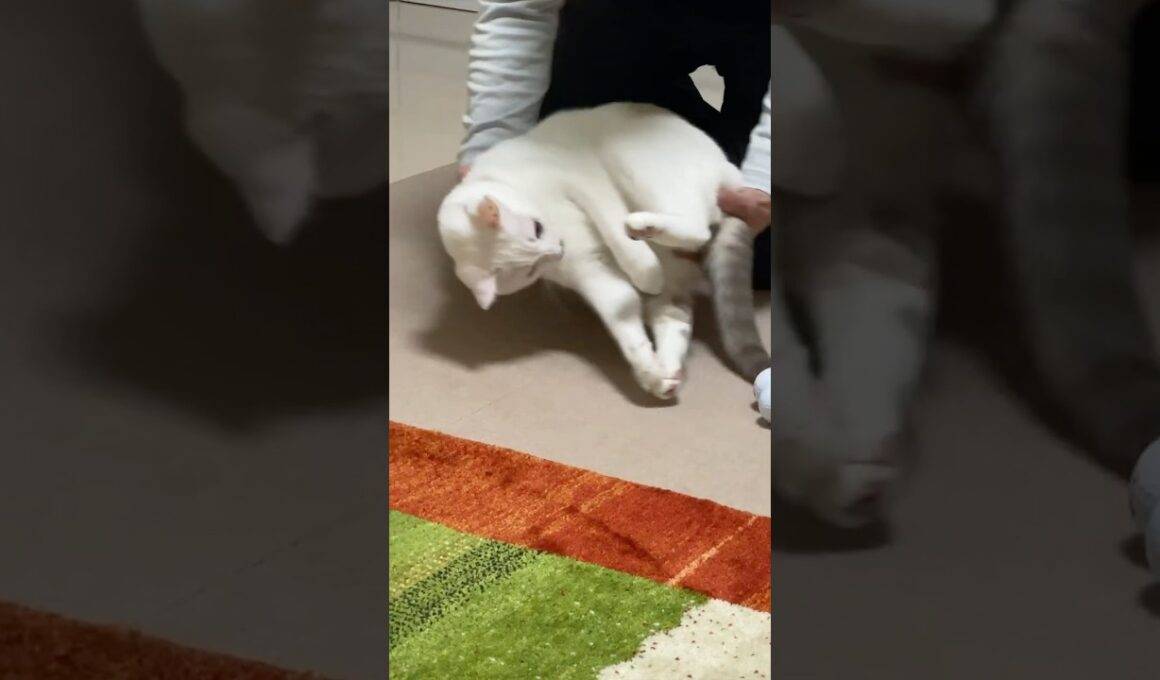 パパの邪魔ばかりして強制的に連れて行かれる弟猫