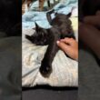 黒猫の黒夢、熟睡。触っても、シャム雫が寄り添っても、起きず