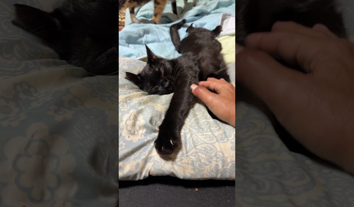 黒猫の黒夢、熟睡。触っても、シャム雫が寄り添っても、起きず