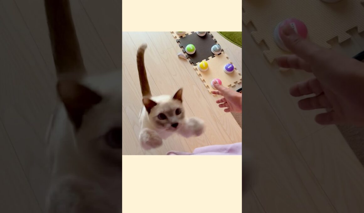 ラクトくんって呼んでみたら…🥹🐾【甘えん坊猫】