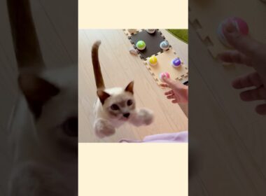 ラクトくんって呼んでみたら…🥹🐾【甘えん坊猫】