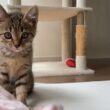 朝から子猫に襲われます