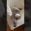 イェーイ #ねこ動画 #アメリカンカール
