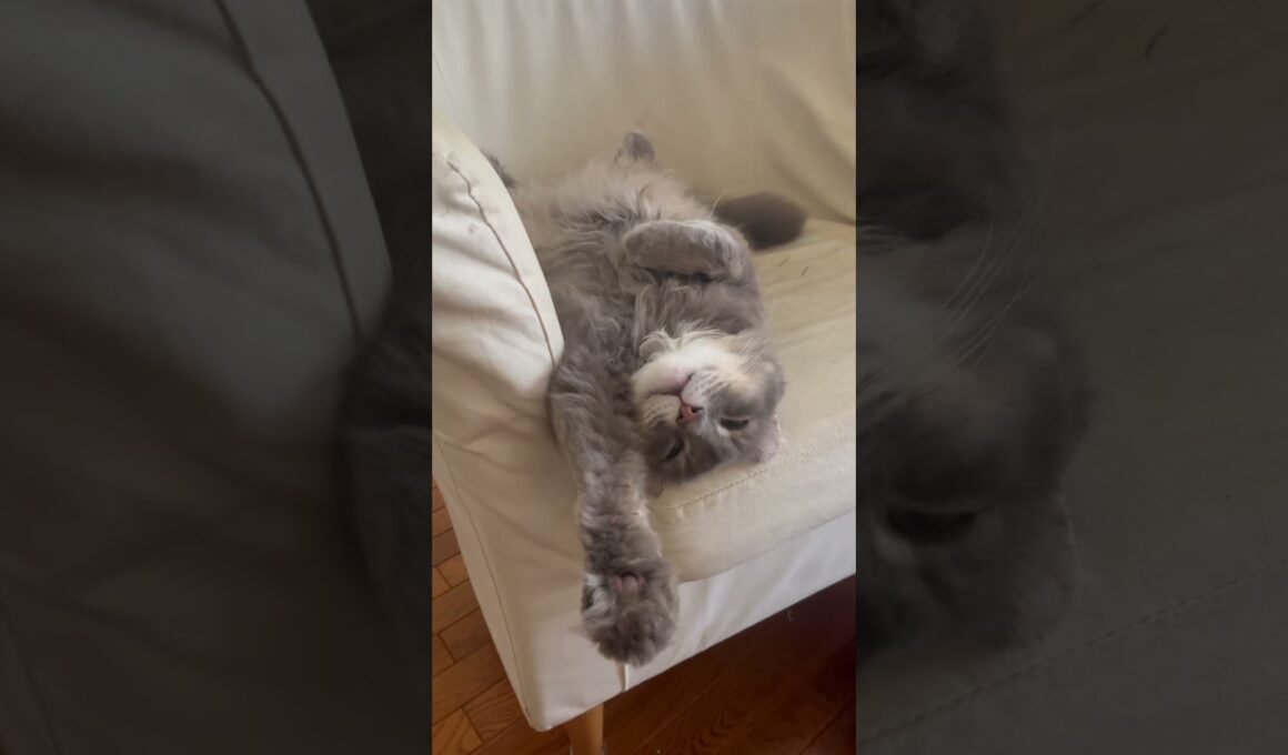 イェーイ #ねこ動画 #アメリカンカール