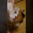 爆睡するでっかい子ネコ #メインクーン #子ネコ